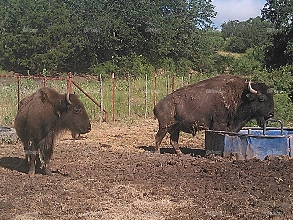bison buffalo. these are buffalo that are kept for meat