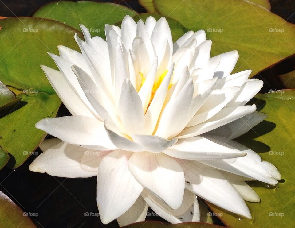 White water lilly