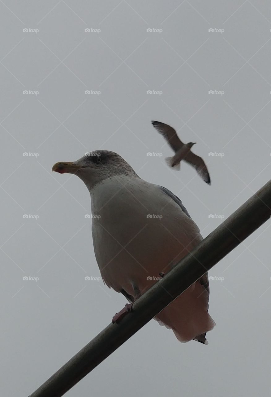 Möwe births himmel sky stange Wasser natur Vogel bird