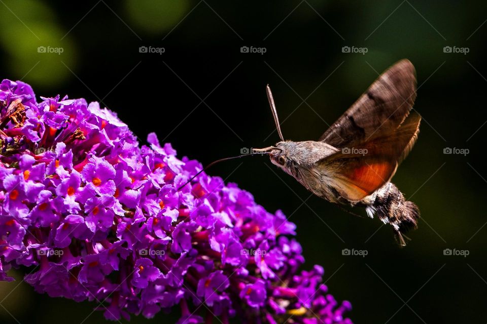 A portrait of a hummingbird butterfly hovering above the purple flowers of a butterfly bush feeding itself.