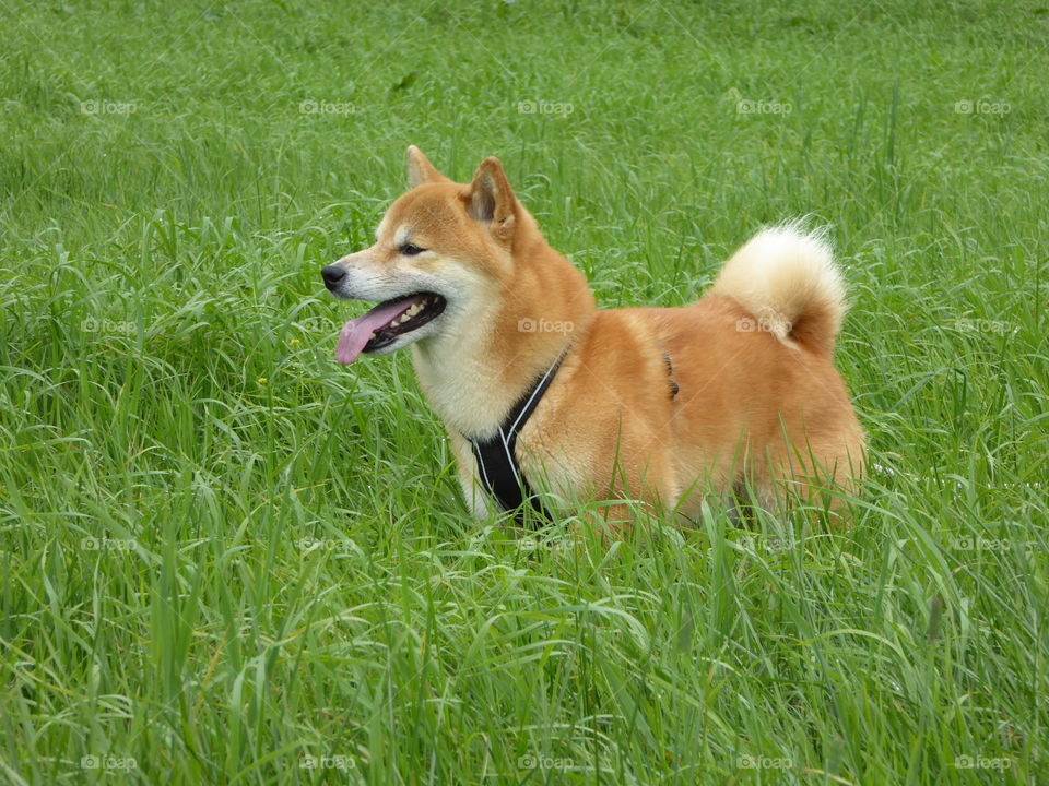 Shiba in a field of grass