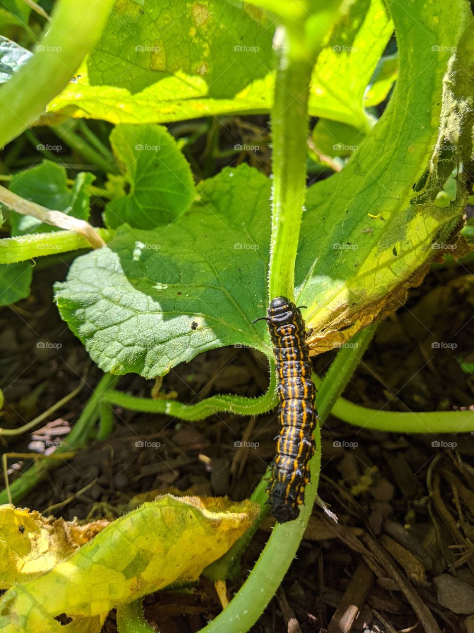 Caterpillar on cucumber leaves