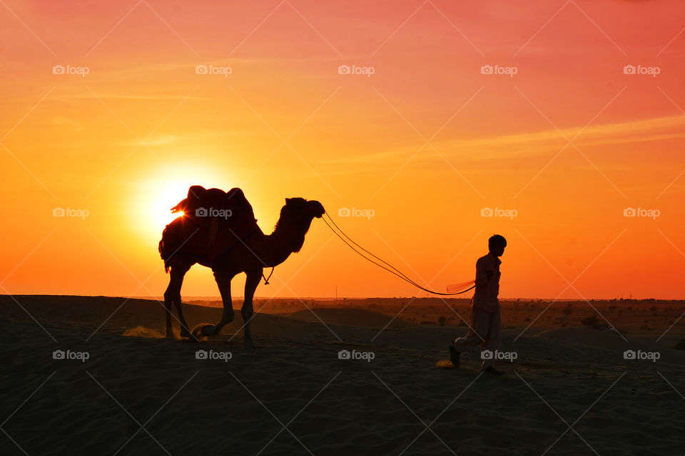 Camel and owner on sand dunes at wonderful times 