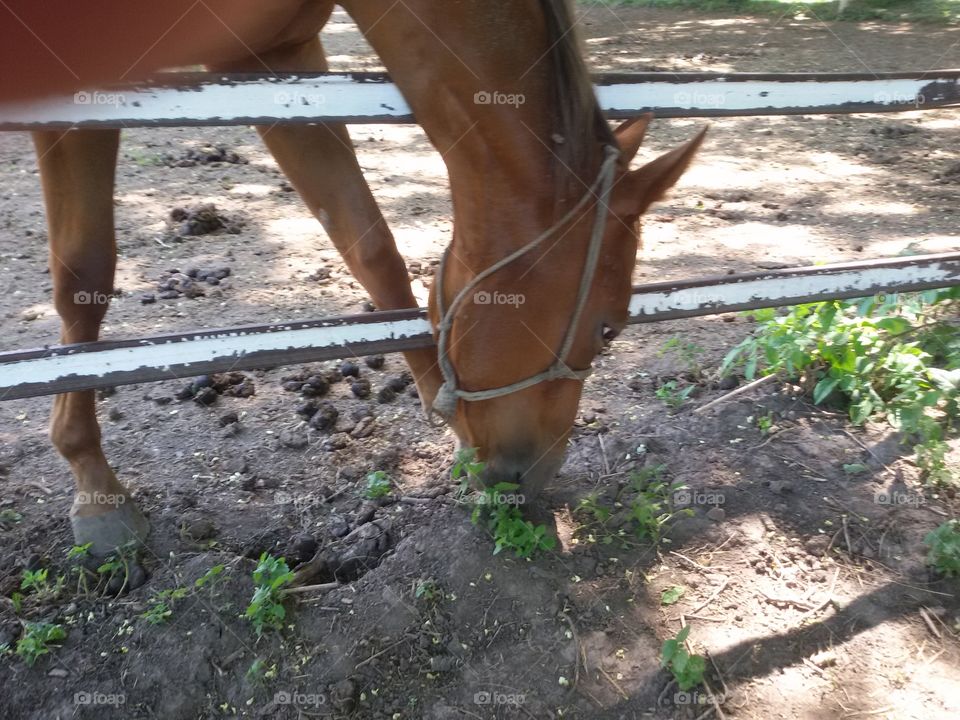 Horse on a farm