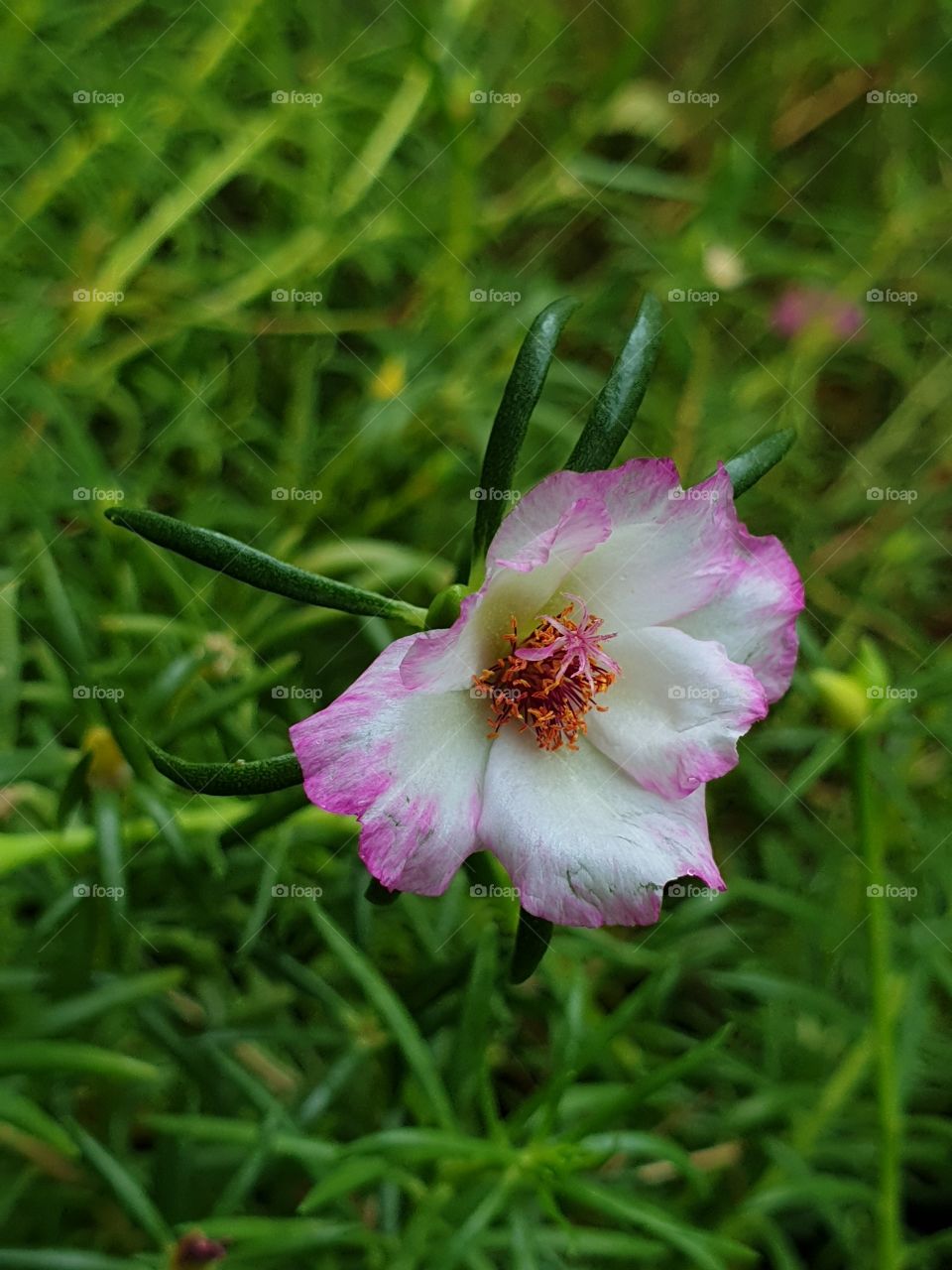  Portulaca Grandiflora or Moss-roseMoss-rose