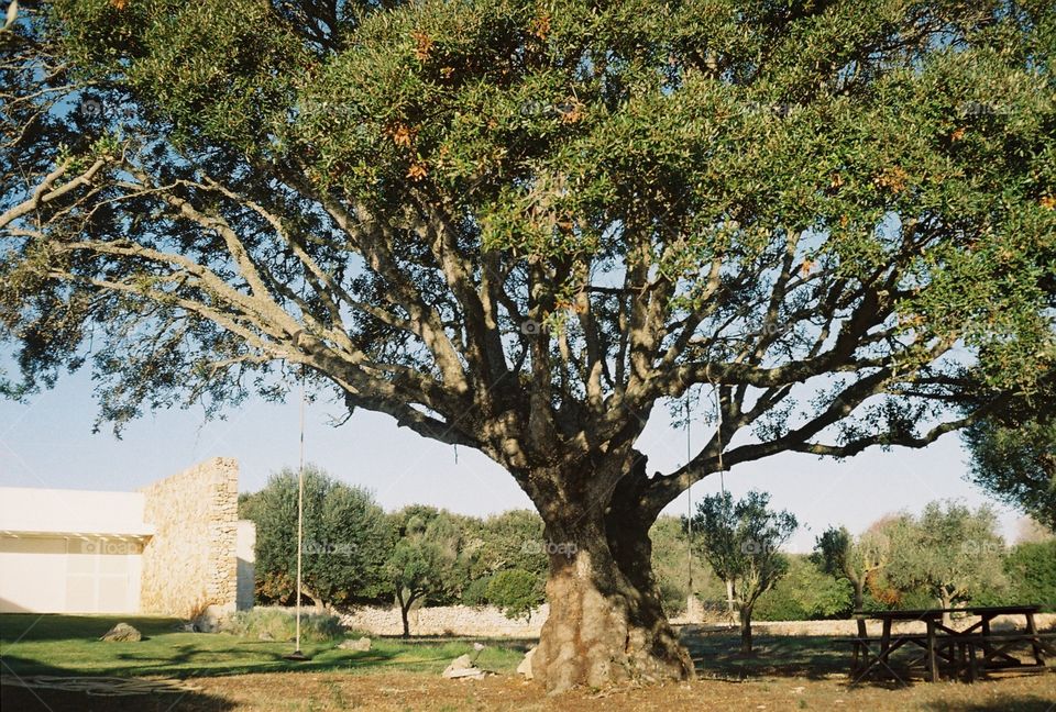 Analogue shot taken with canonette of a beautiful oak tree 