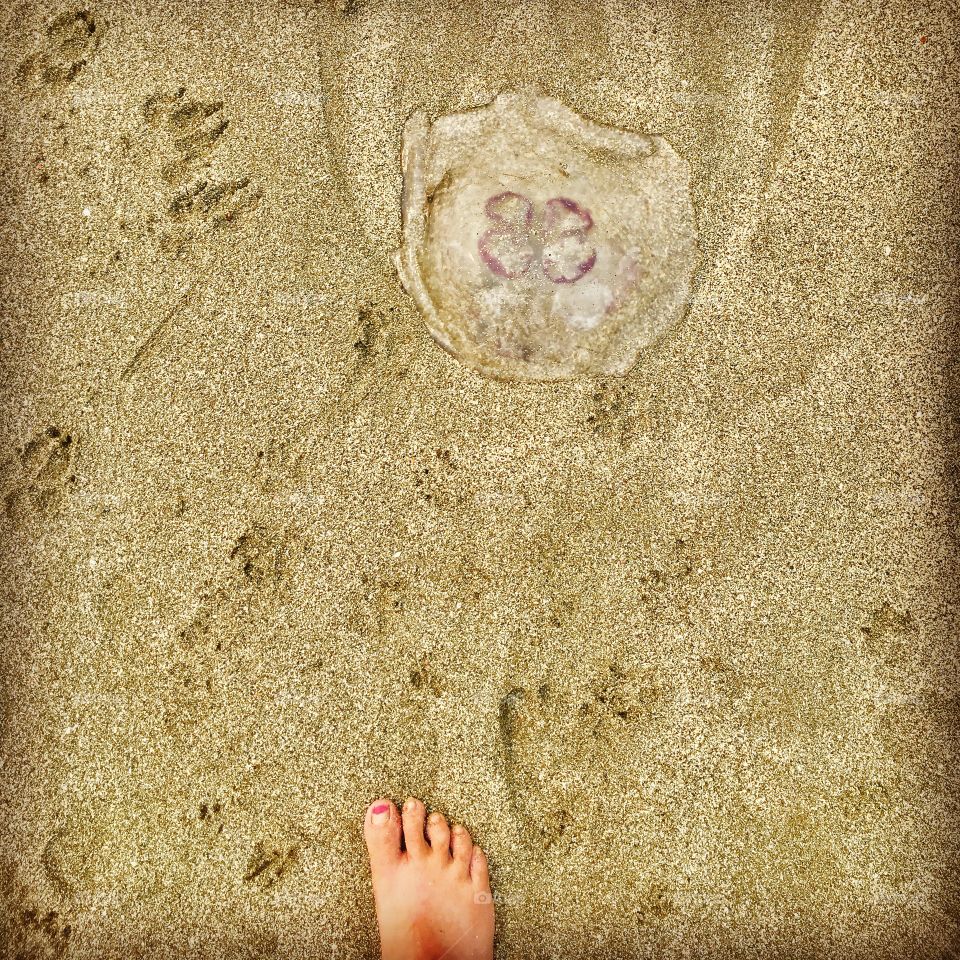 Jellyfish @ Ft. Bragg, California 