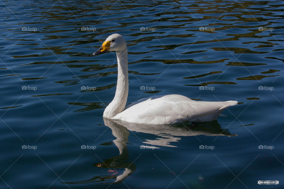White Goose