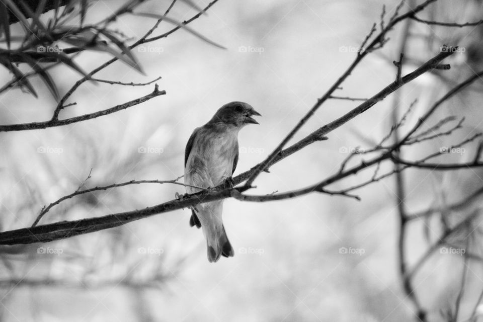 a chirping american goldfinch