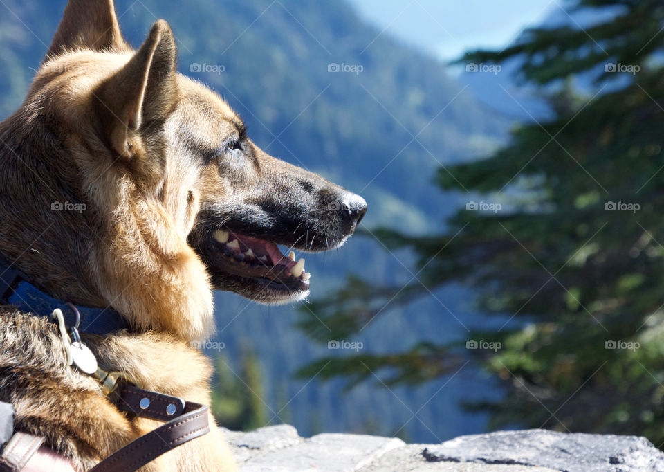 German Shepard looking at the mountains