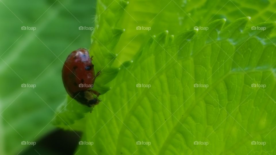 lady bug