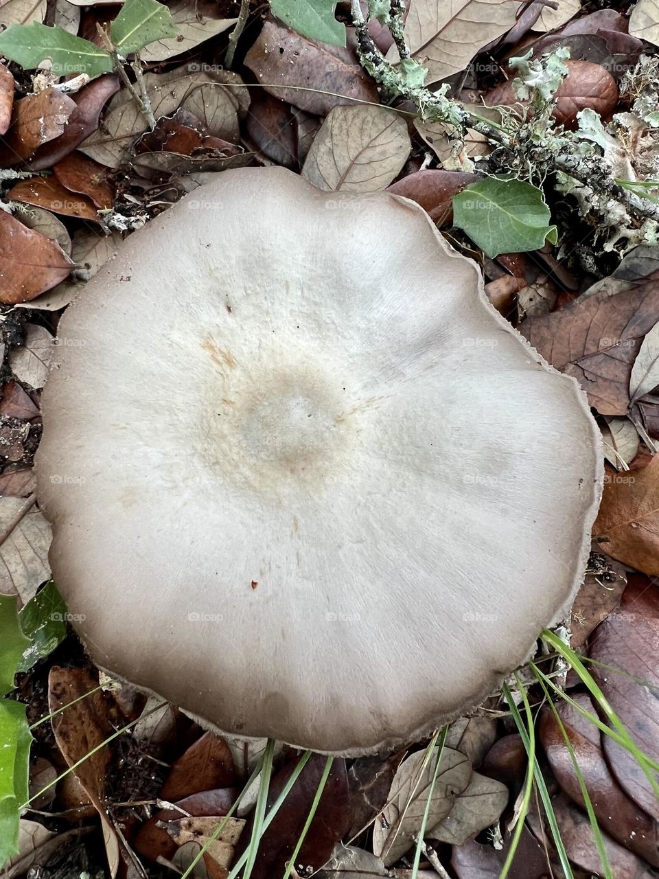 Mushroom mission. Very large white mushroom cap with grey edges growing in the leaves