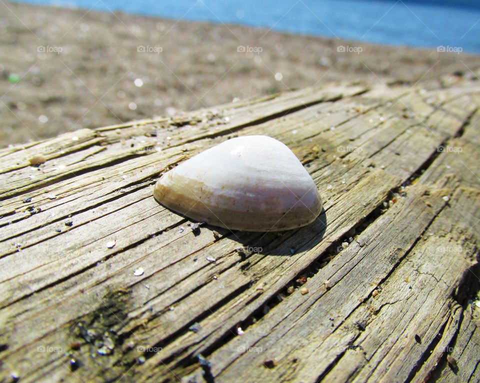 Hudson River Westchester New York sea shell