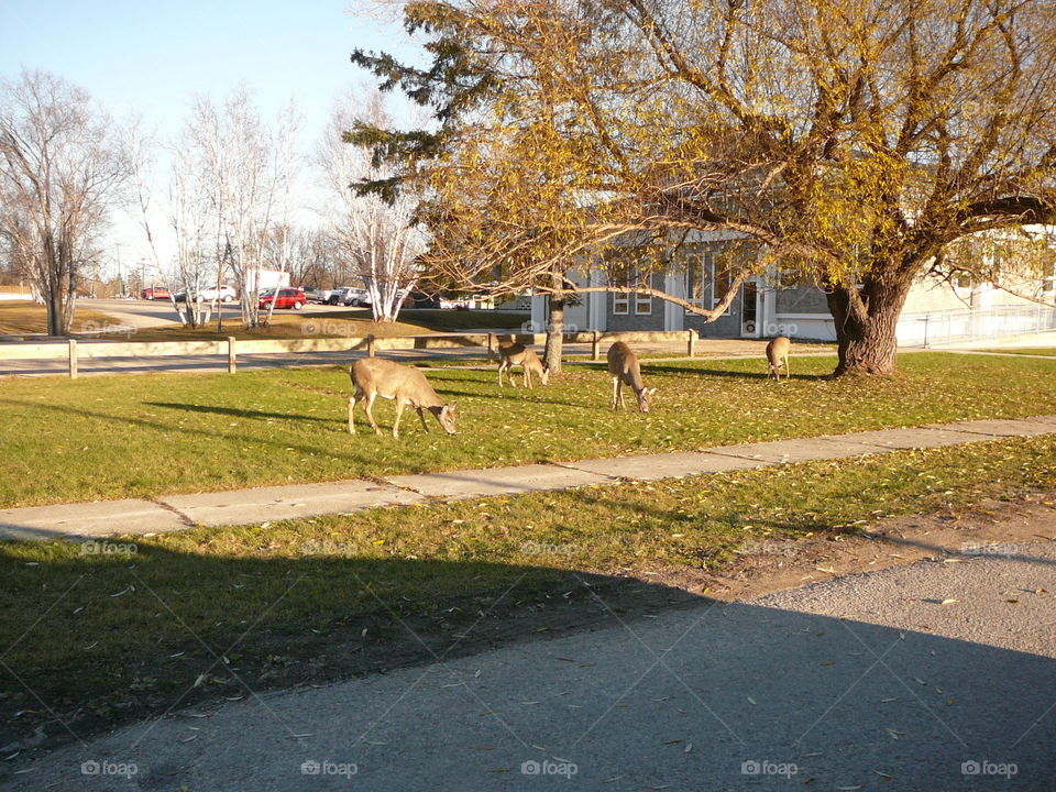 Deer grazing on front lawns