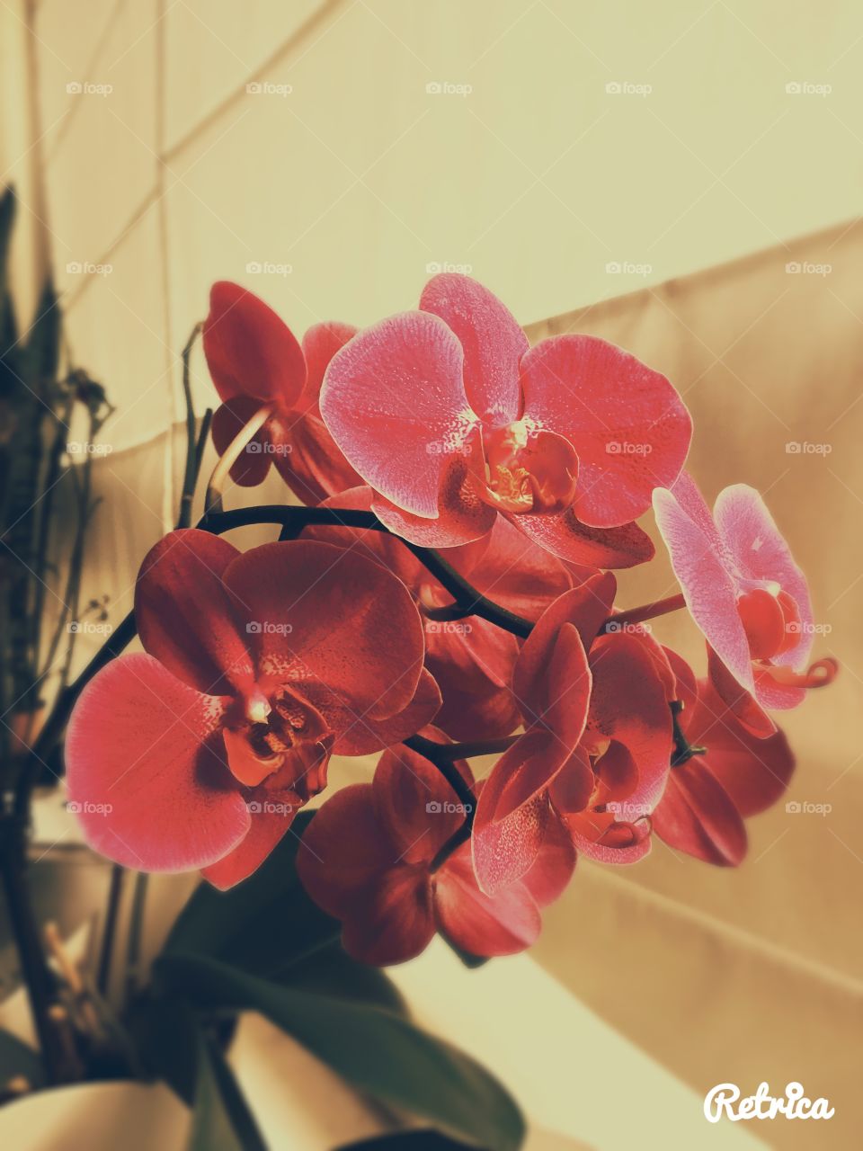 orchidee in the window
