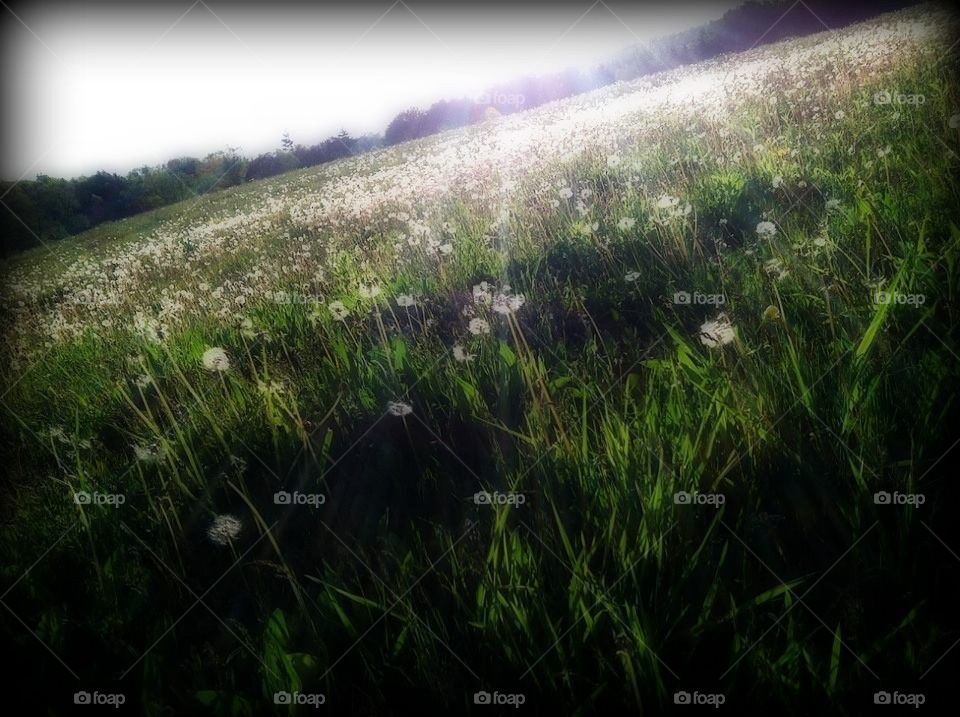 Sunset of the dandelions 