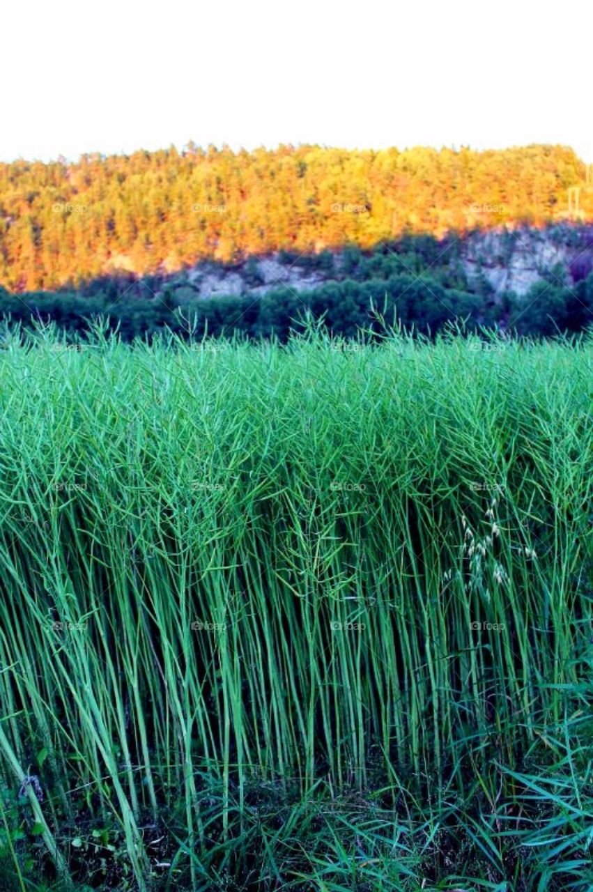 A green field