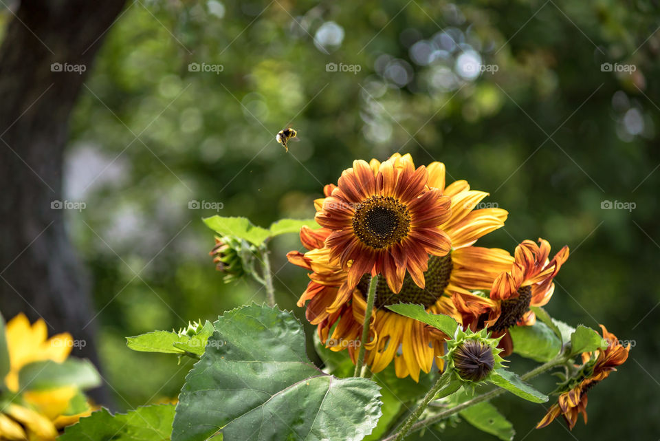 sunflowers bees and bumblebees