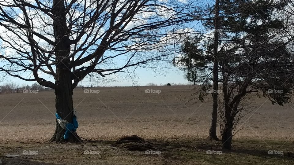 Tree, Landscape, Nature, Outdoors, No Person