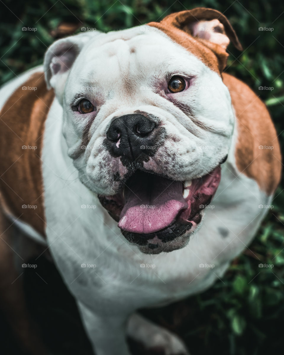 English Bulldog