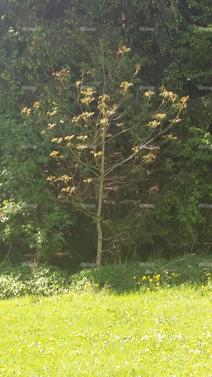 Jung und schön blühend