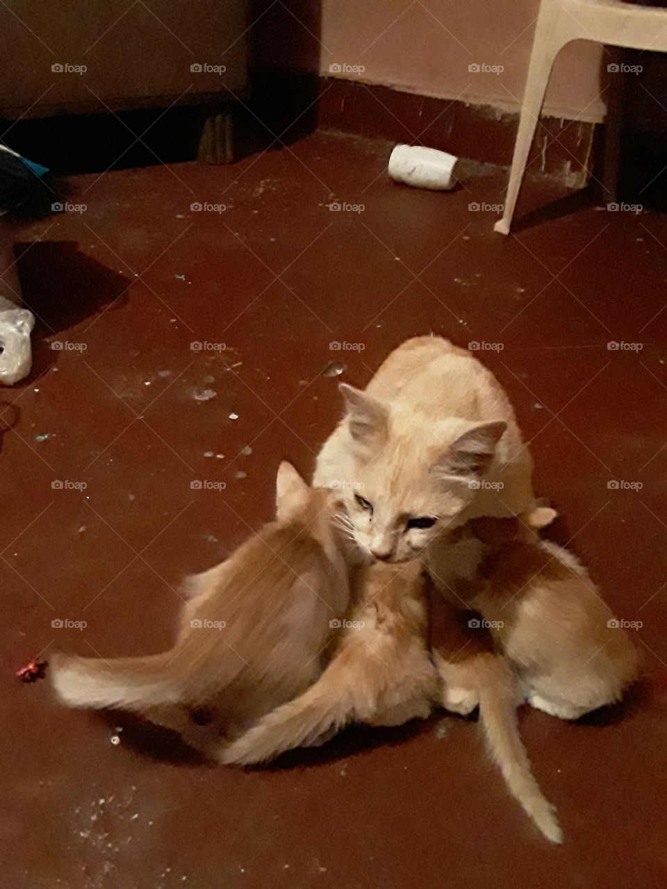 cat with kittens