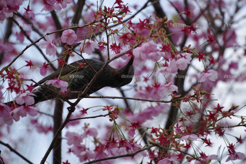 Sakura and bird