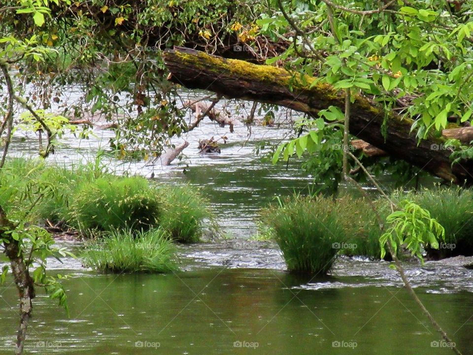 grass in stream