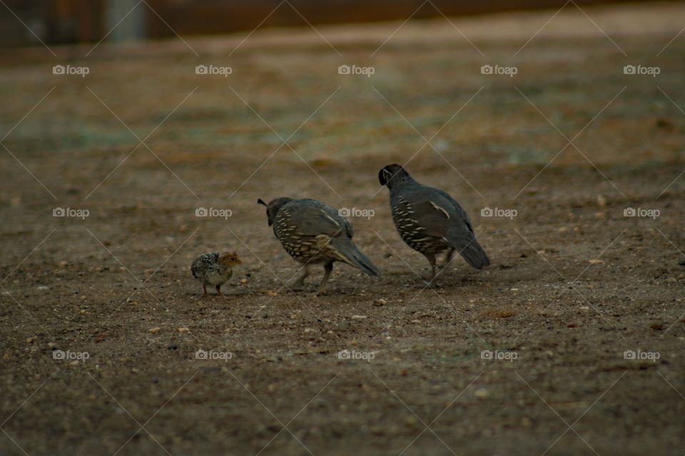 Family of quail