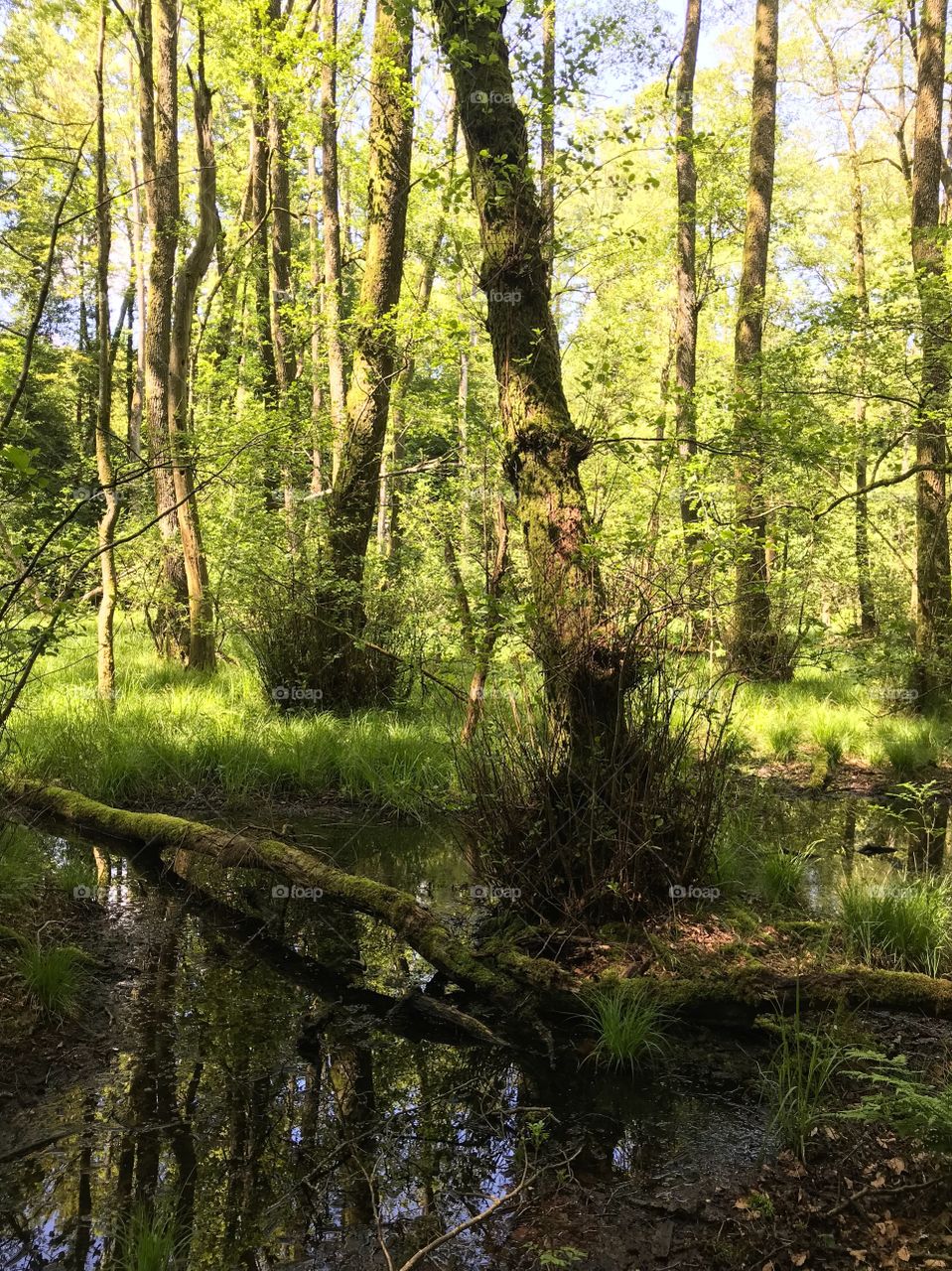 Dägimoos Wangen an der Aare 