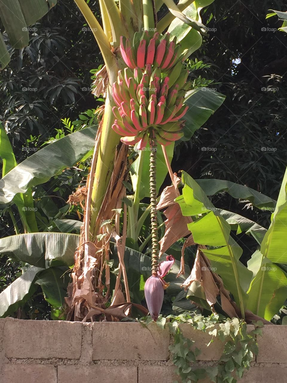 Banana tree in Haiti