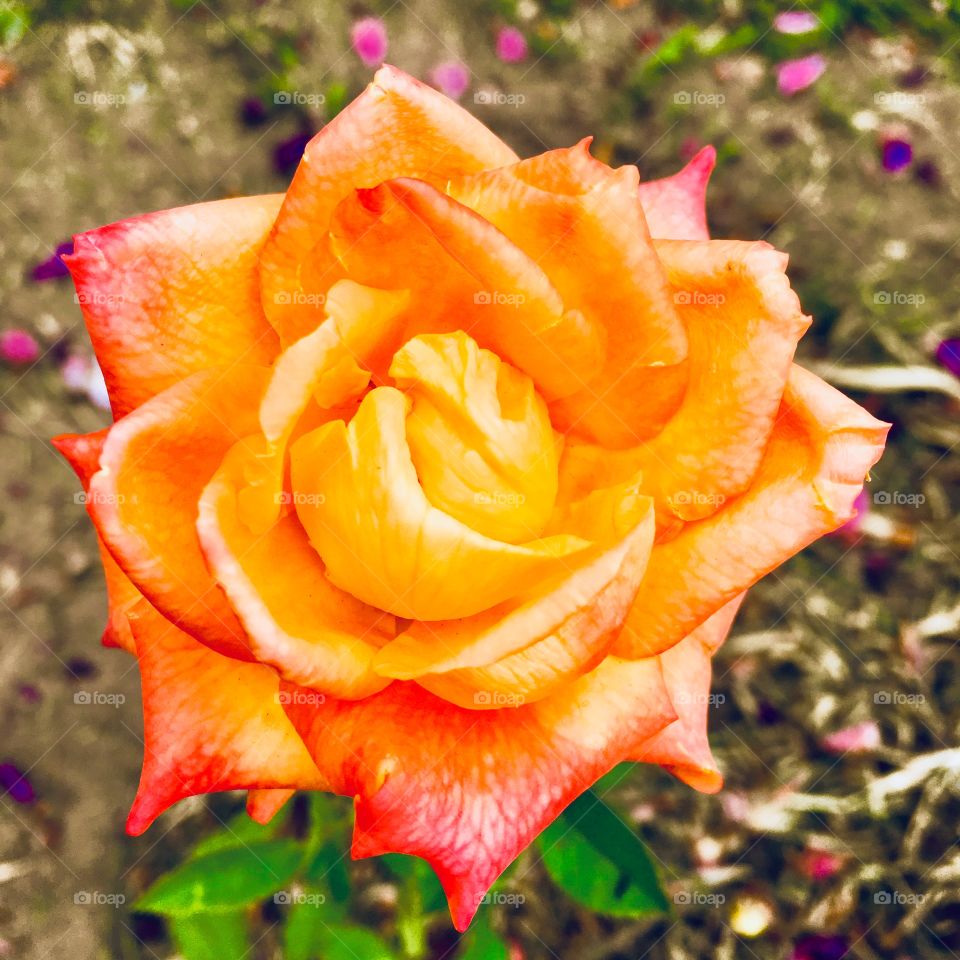 Fim de #cooper!
Suado, cansado e feliz, alongando e curtindo a beleza das #flores. Botão #laranja! 