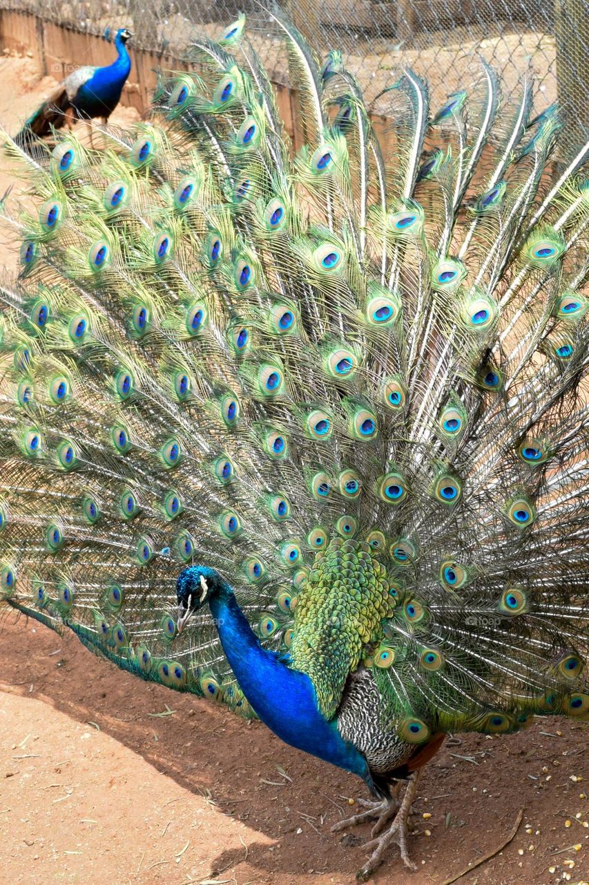 Peacock