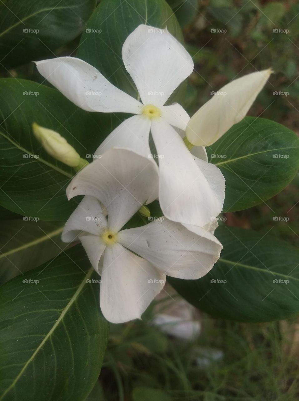 white flower seasonal fresh looks very beautiful generally found everywhere green leaves