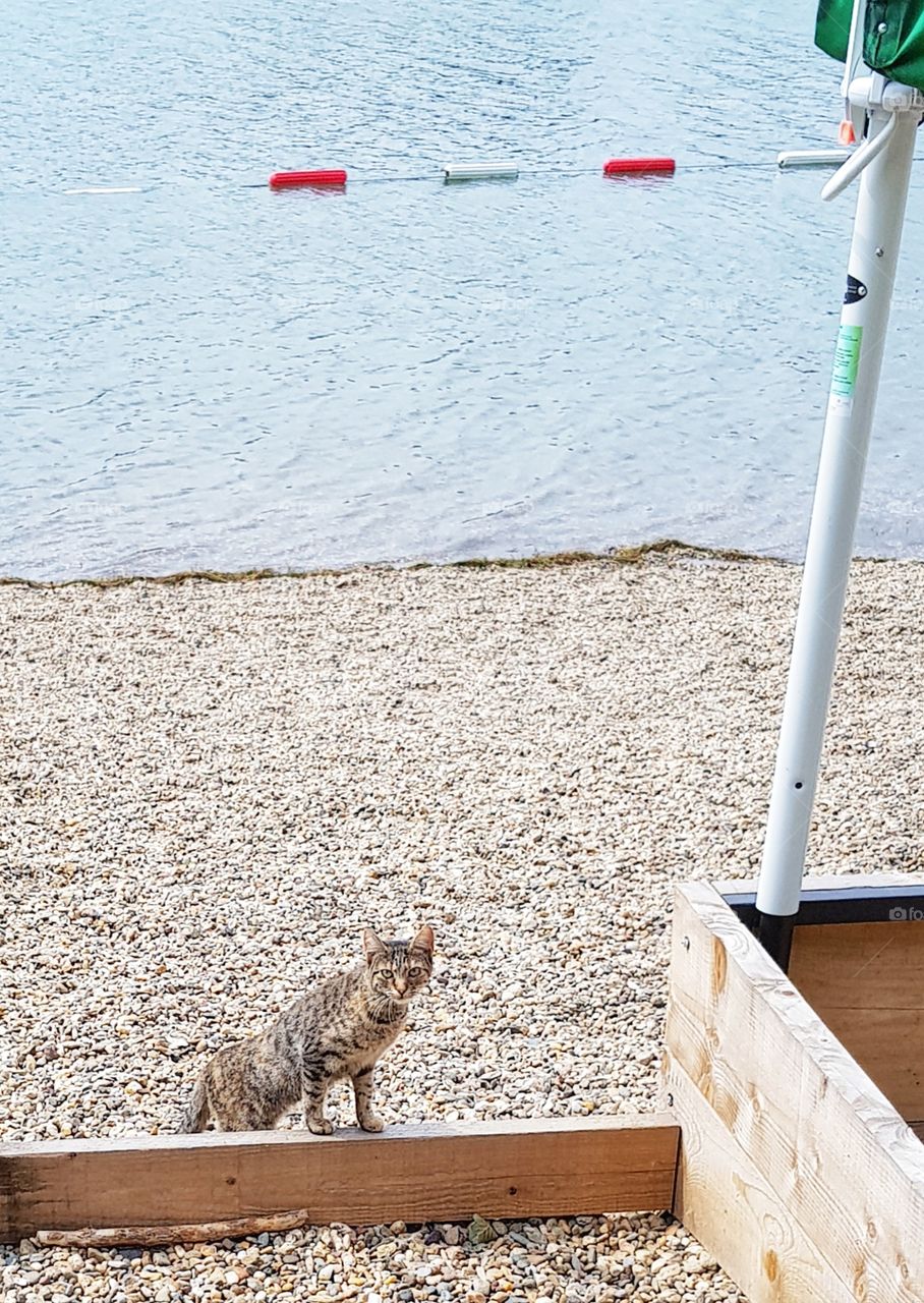 Cat on the beach