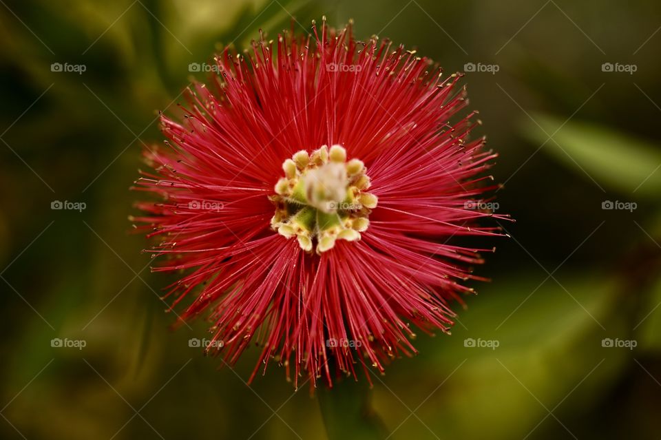 Red flower 