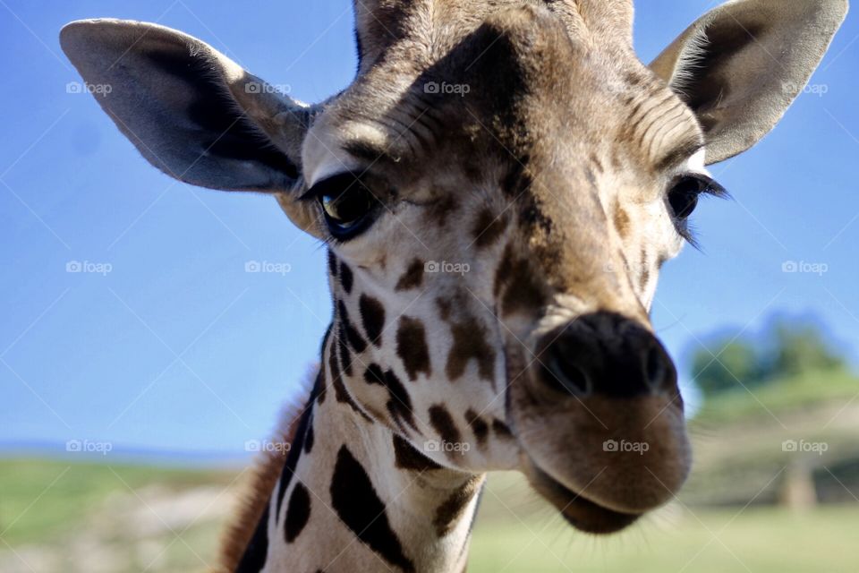 Close up of a giraffe.