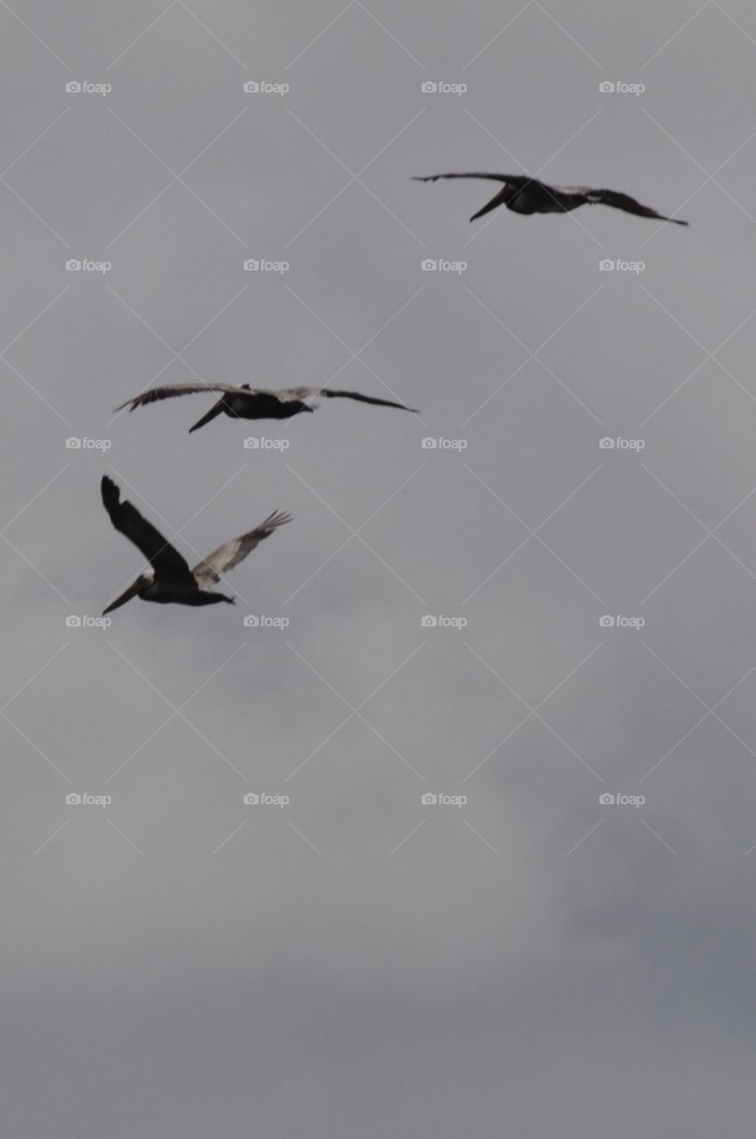 Pelicans in flight.