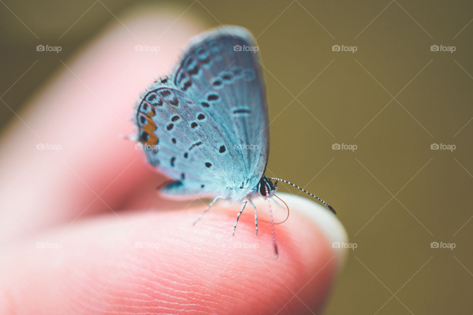 Small Blue Butterfly Perching on a Finger