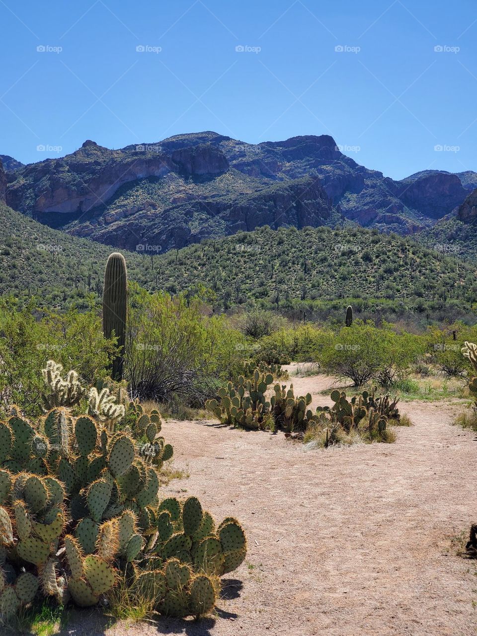 Hiking Trail in Arizona Desert