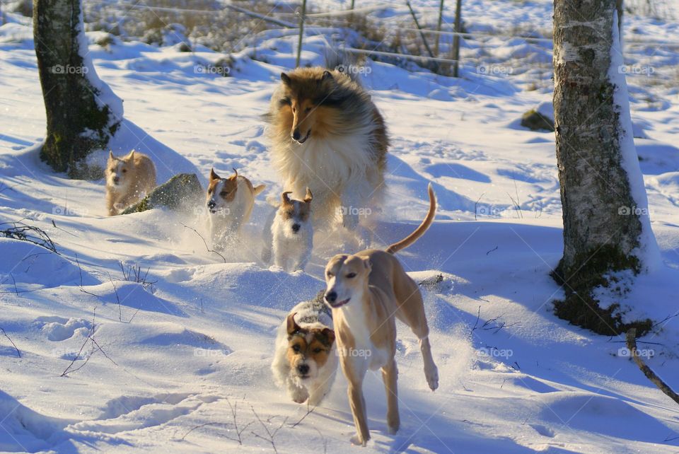 Dogs of different breeds running in the snow