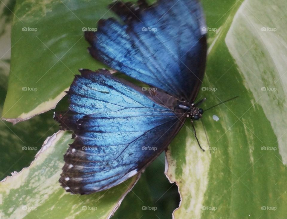 Vibrant blue and black butterfly sitting on leaves - closeup photo