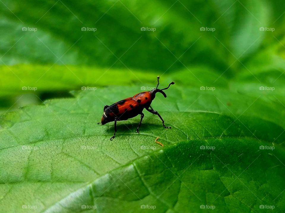 Insect, Nature, Leaf, No Person, Biology