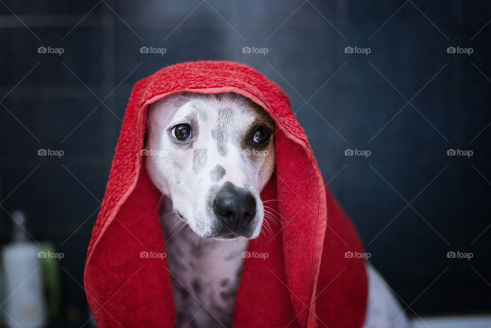 Close-up of wet dog with towel on head