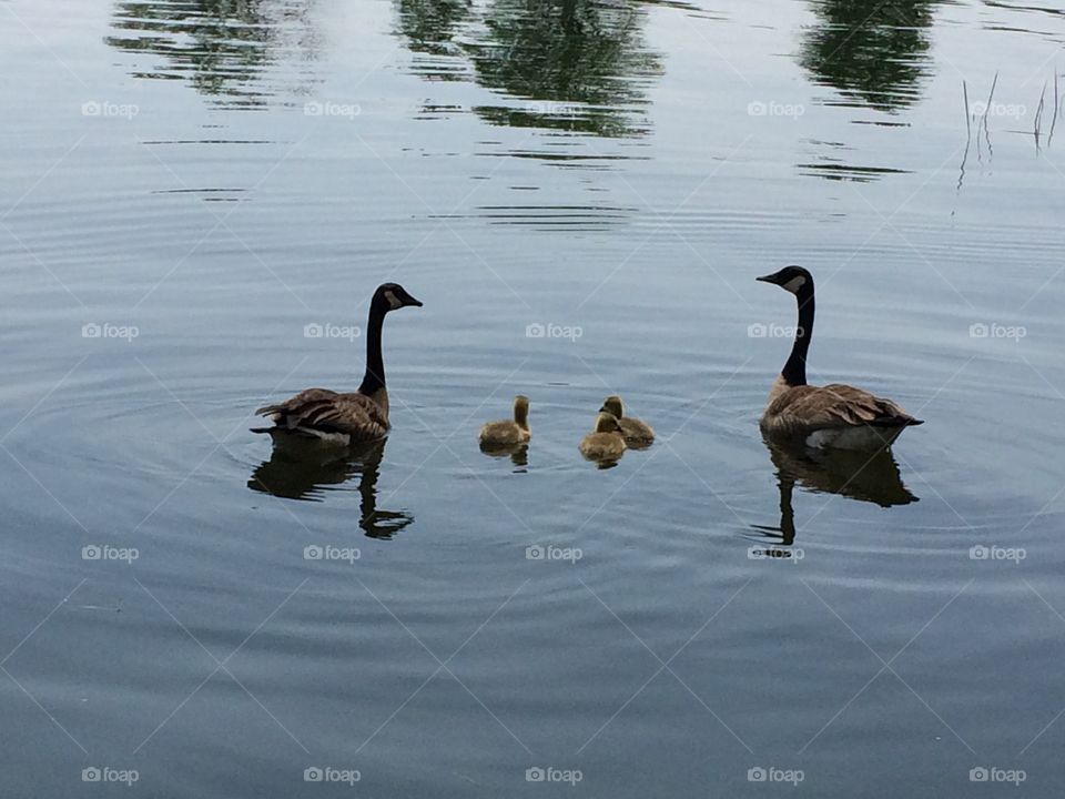 Canada Geese and their babies on the Ottawa river

