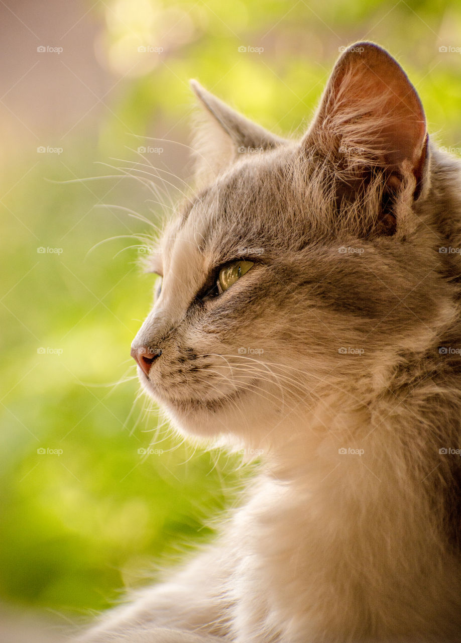 Adorable cat staring outdoor