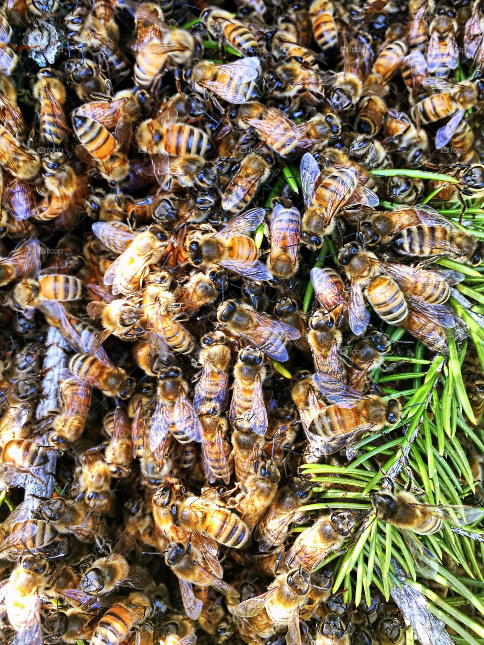 Bee swarm