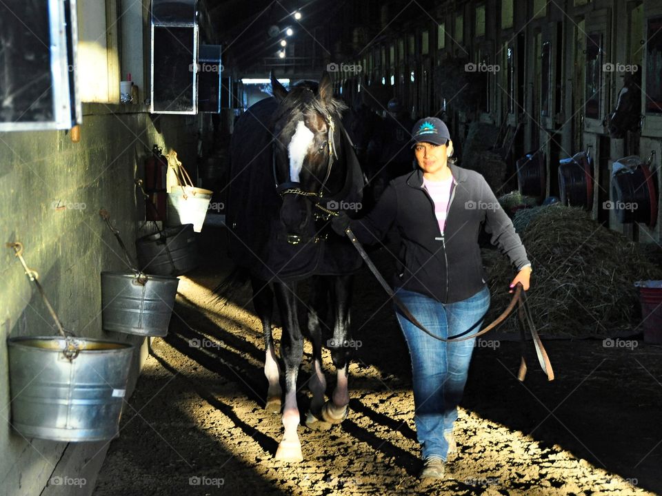 Honor Code. Champion older horse Honor Code wearing a warm blanket after his morning workout at Belmont Park. 

Zazzle.com/fleetphot