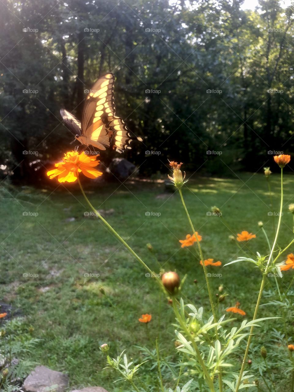 Yellow swallowtail butterfly backlit by bright sunshine on orange cosmos flowers
