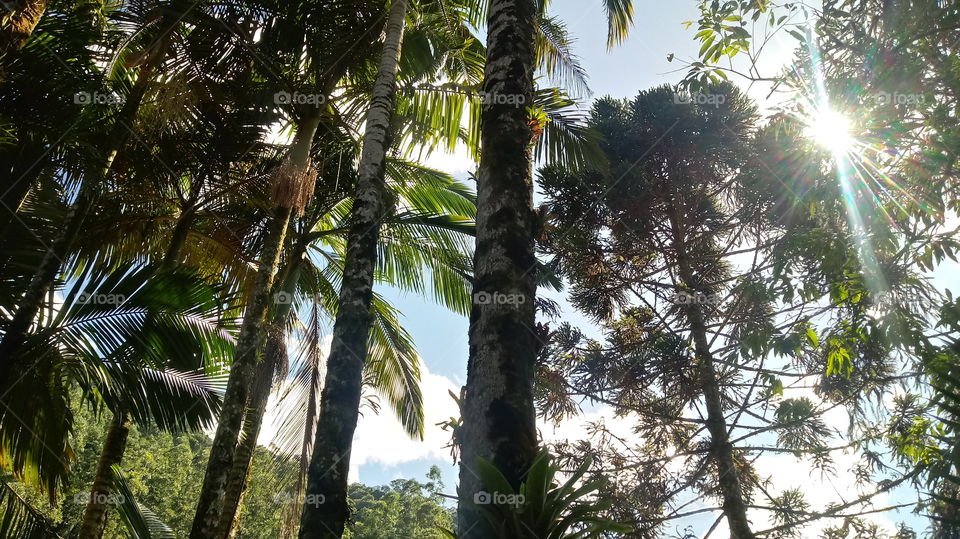 PALMEIRAS NA FLORESTA